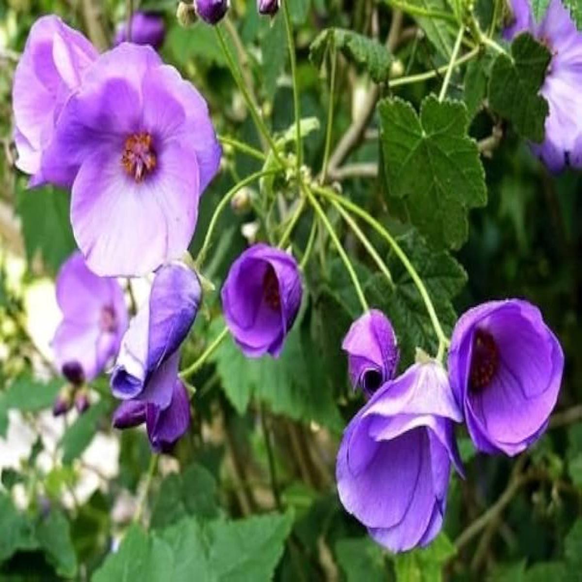 Violet Abutilon Seeds for Planting Bright Blooms, Heirloom, Non-GMO Organic Garden Seeds