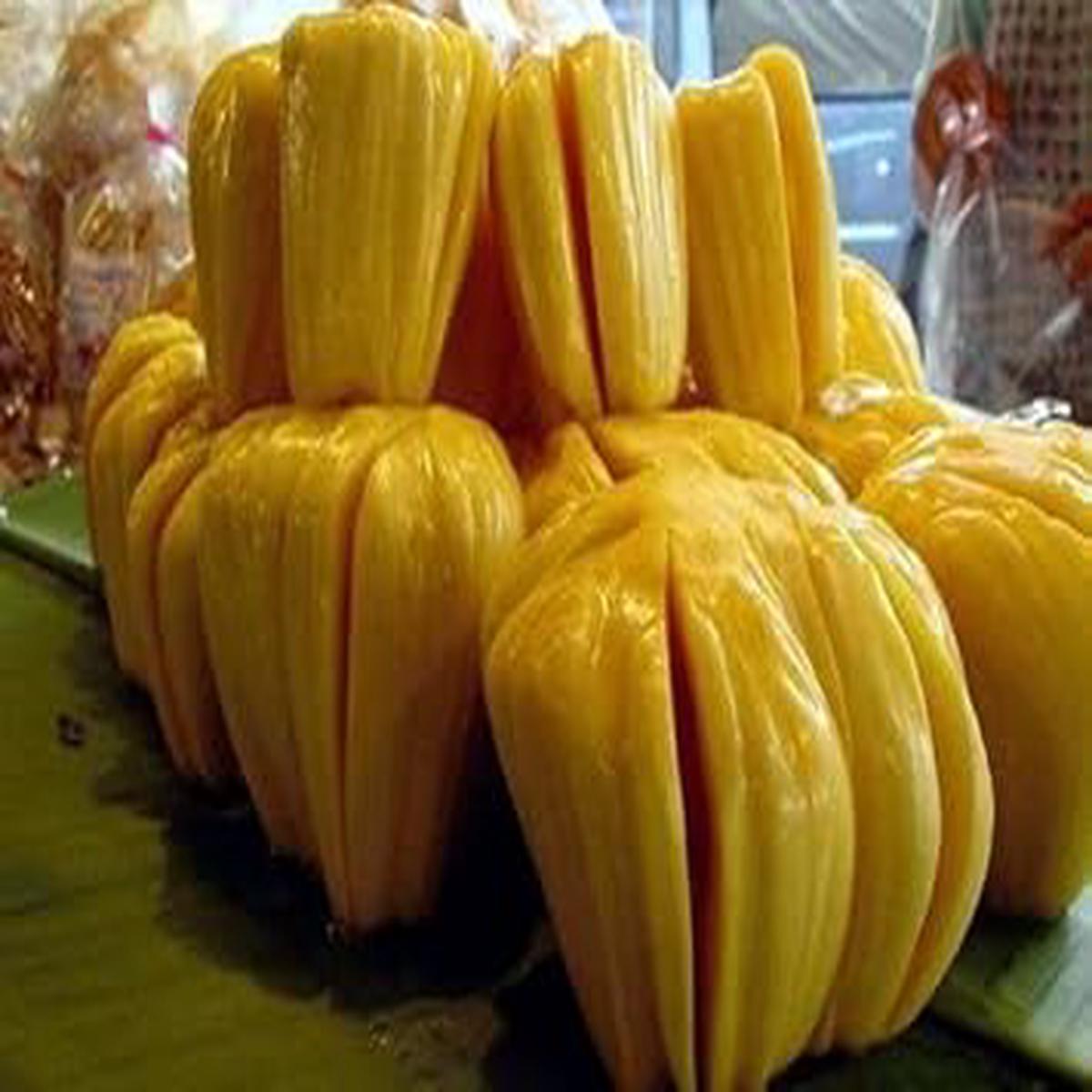 Yellow Jackfruit fruit seeds for planting - Heirloom & Non-GMO Garden seeds