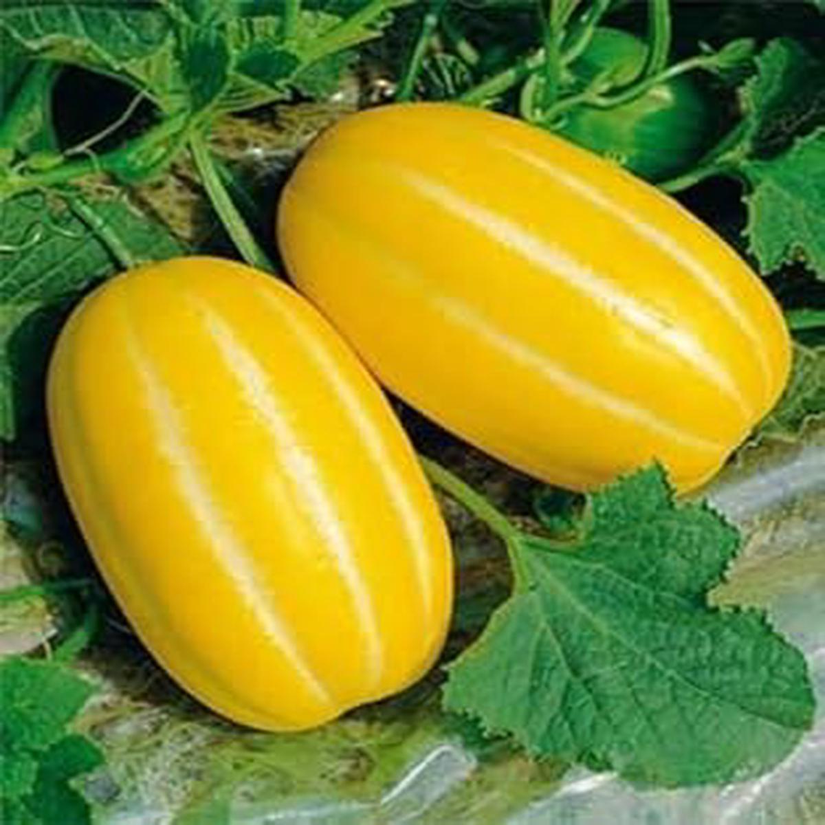 Yellow Musk Melon fruit seeds for planting - Heirloom & Non-GMO Garden seeds