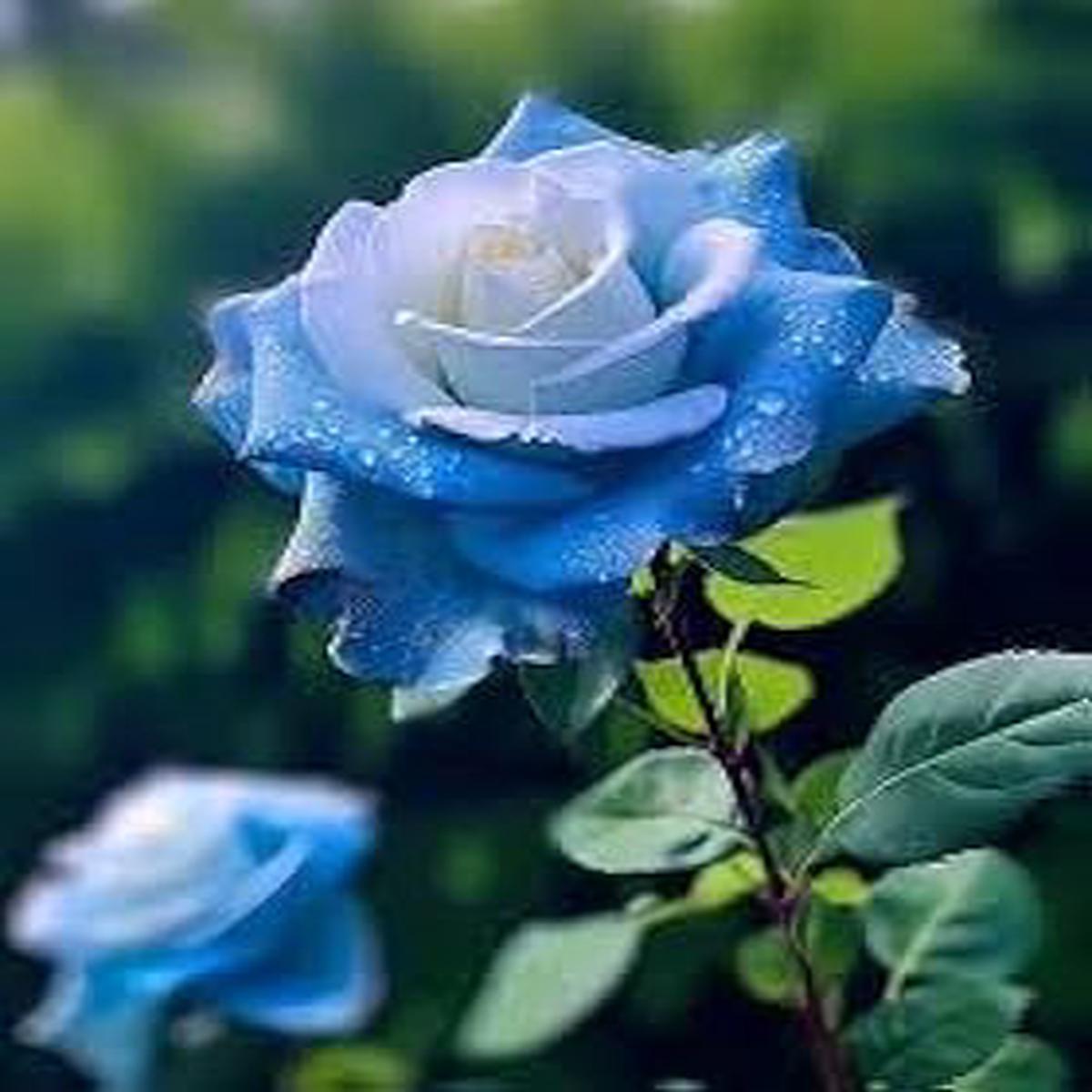 Blue White Rose Flower Seeds for Garden Heirloom, Non-GMO, Wildflower Mix, High Germination