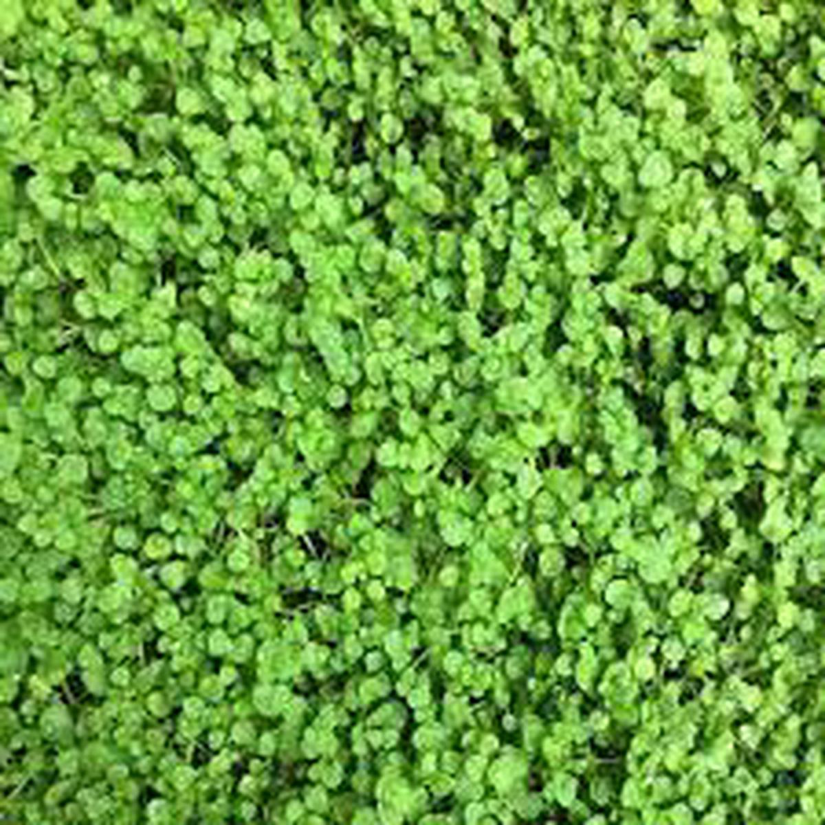 Corsican Mini Mint Herb Seeds for Planting  Heirloom, Non-GMO High-Yield Seeds for Fragrant Gardens