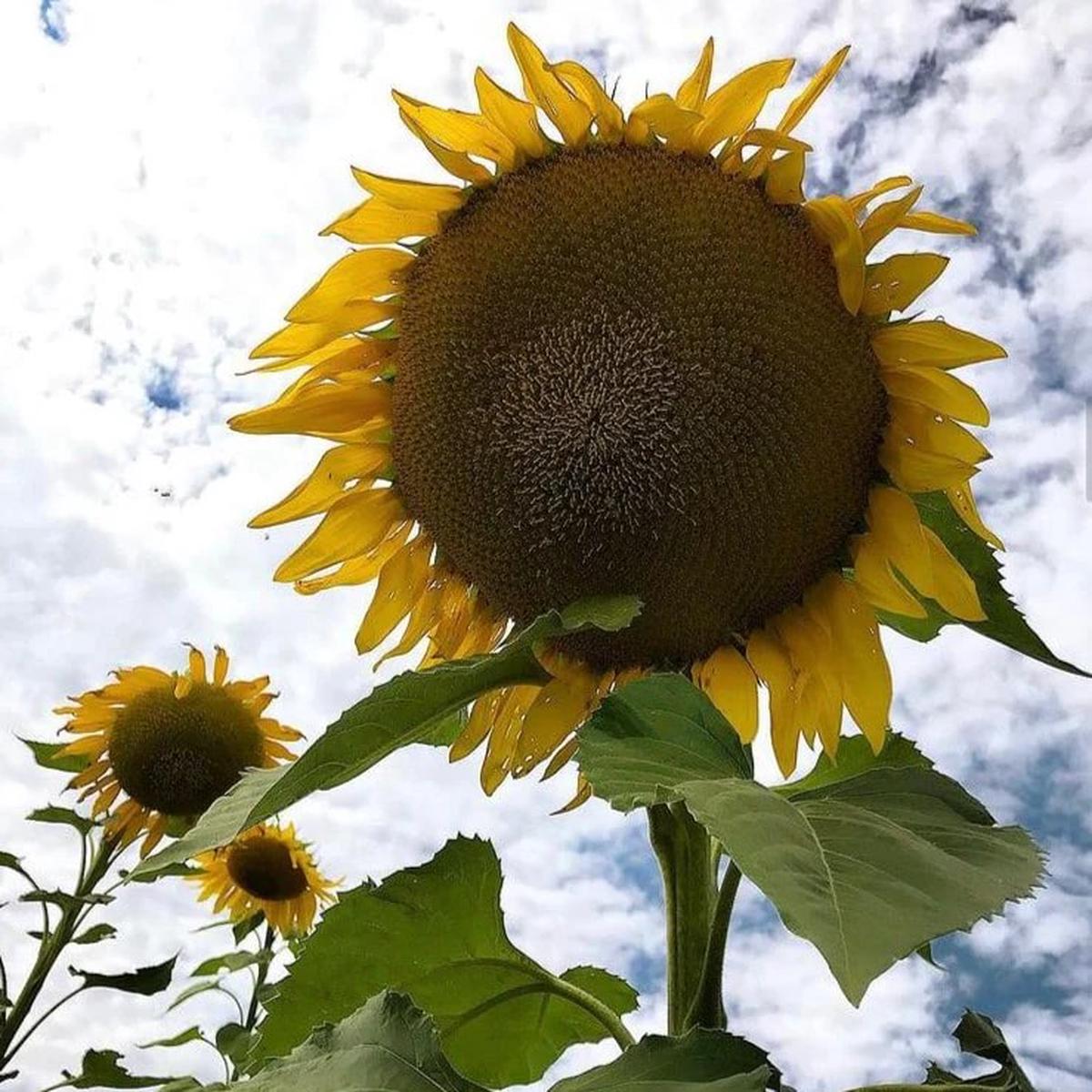 Gray Giant Sunflower Seeds for Planting  Heirloom, Non-GMO, High Germination Organic Garden Seeds