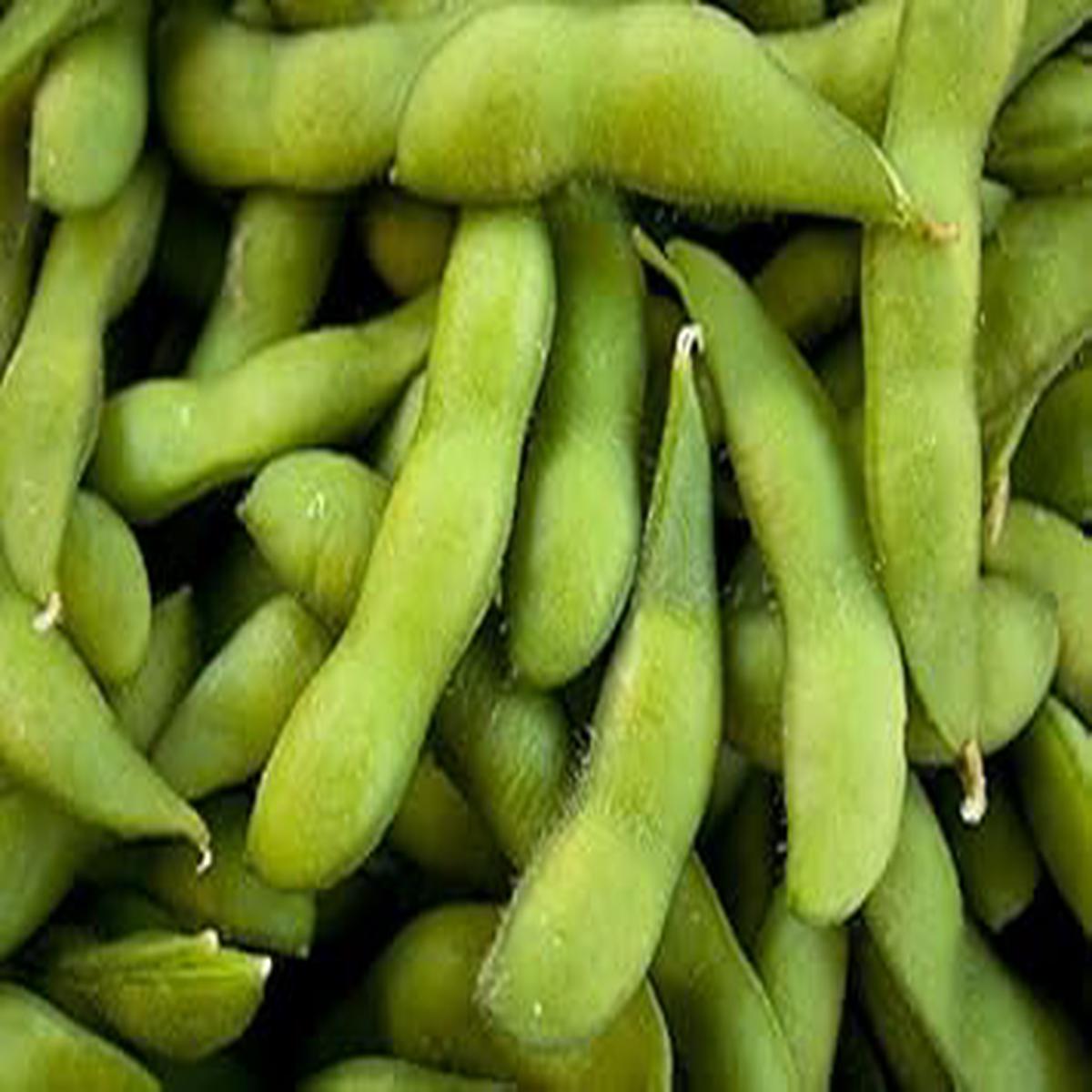 Green Edamame Soybean Seeds for Planting Heirloom, Non-GMO, High Germination Organic Garden Seeds