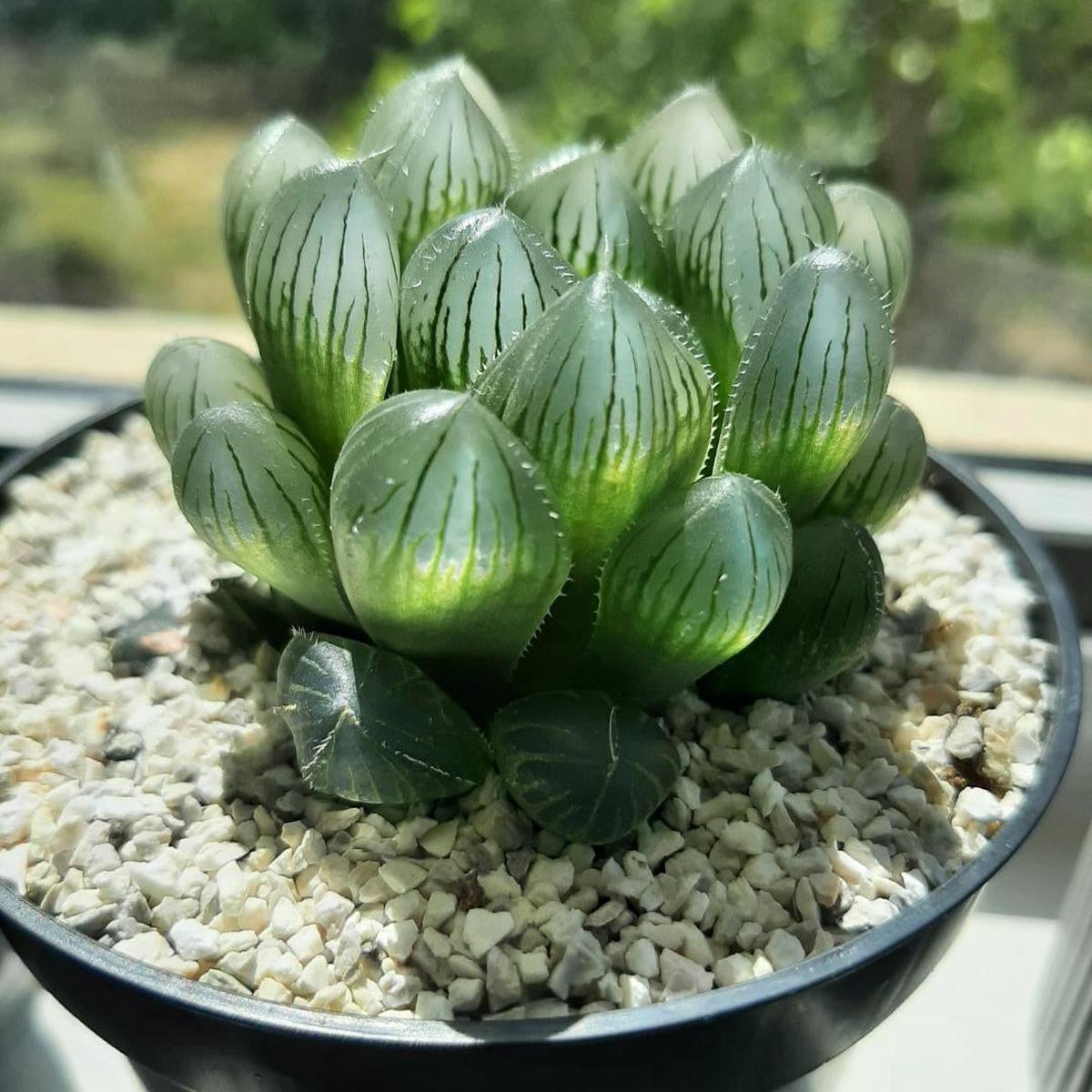 Haworthia Cooperi Flower Seeds for Planting - NON GMO High Germination Succulent Seeds