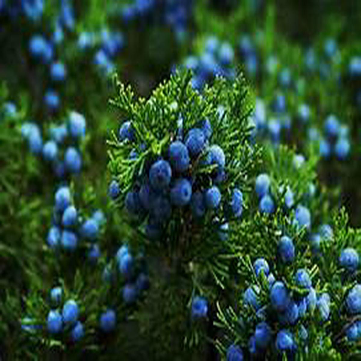 Juniper fruit seeds for planting Heirloom & Non-GMO berry-producing garden seeds