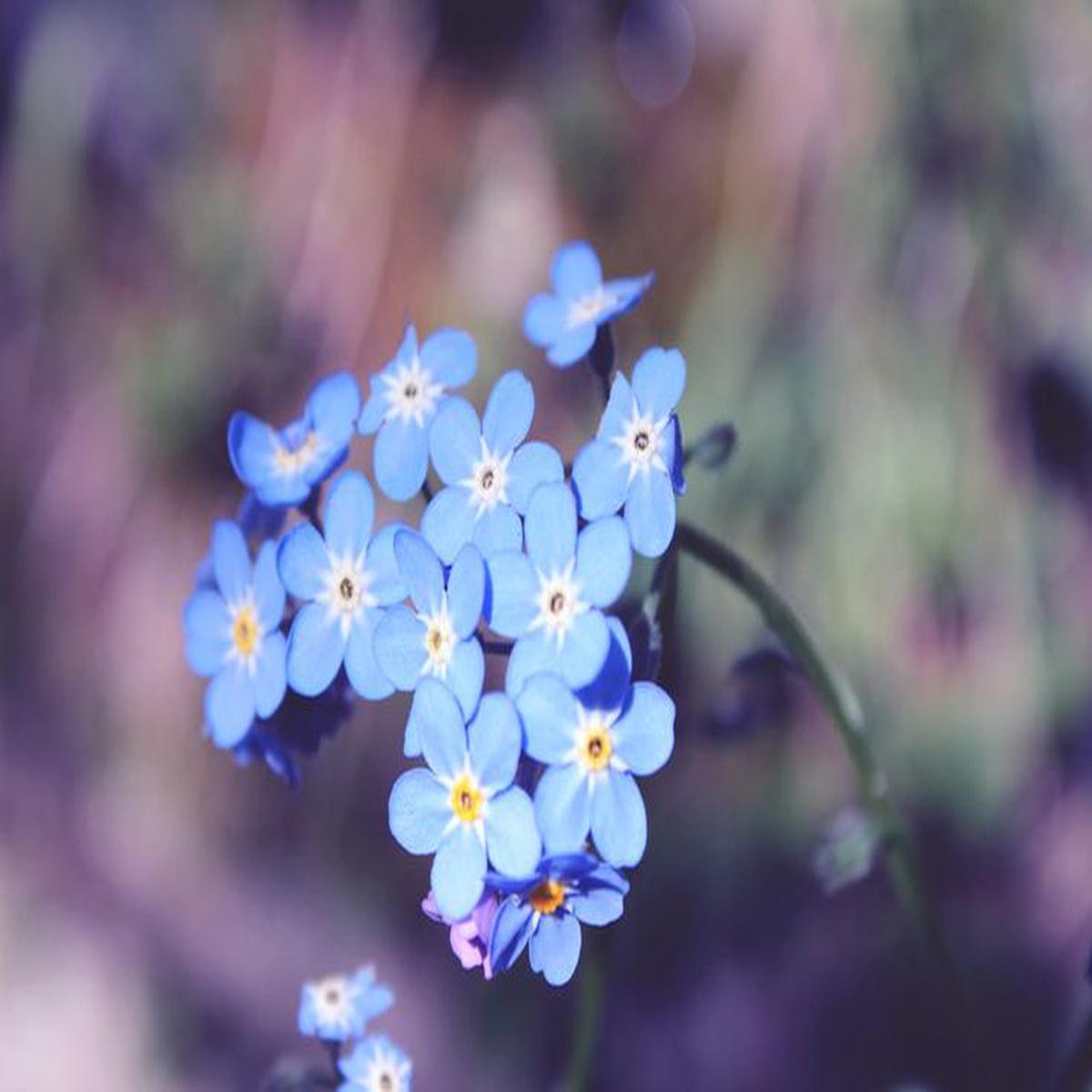 Light Blue Nezabudka Flower Seeds for Planting Heirloom, Non-GMO, Bright Blooms, High Germination
