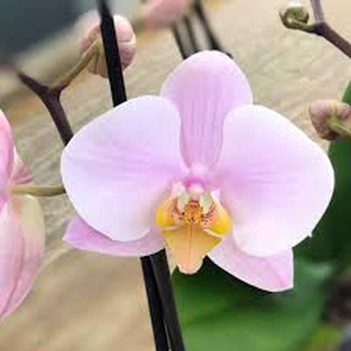 Light Pink Phalaenopsis Orchid Seeds for Planting - Heirloom, Non-GMO, Wildflower Mix, High Germination