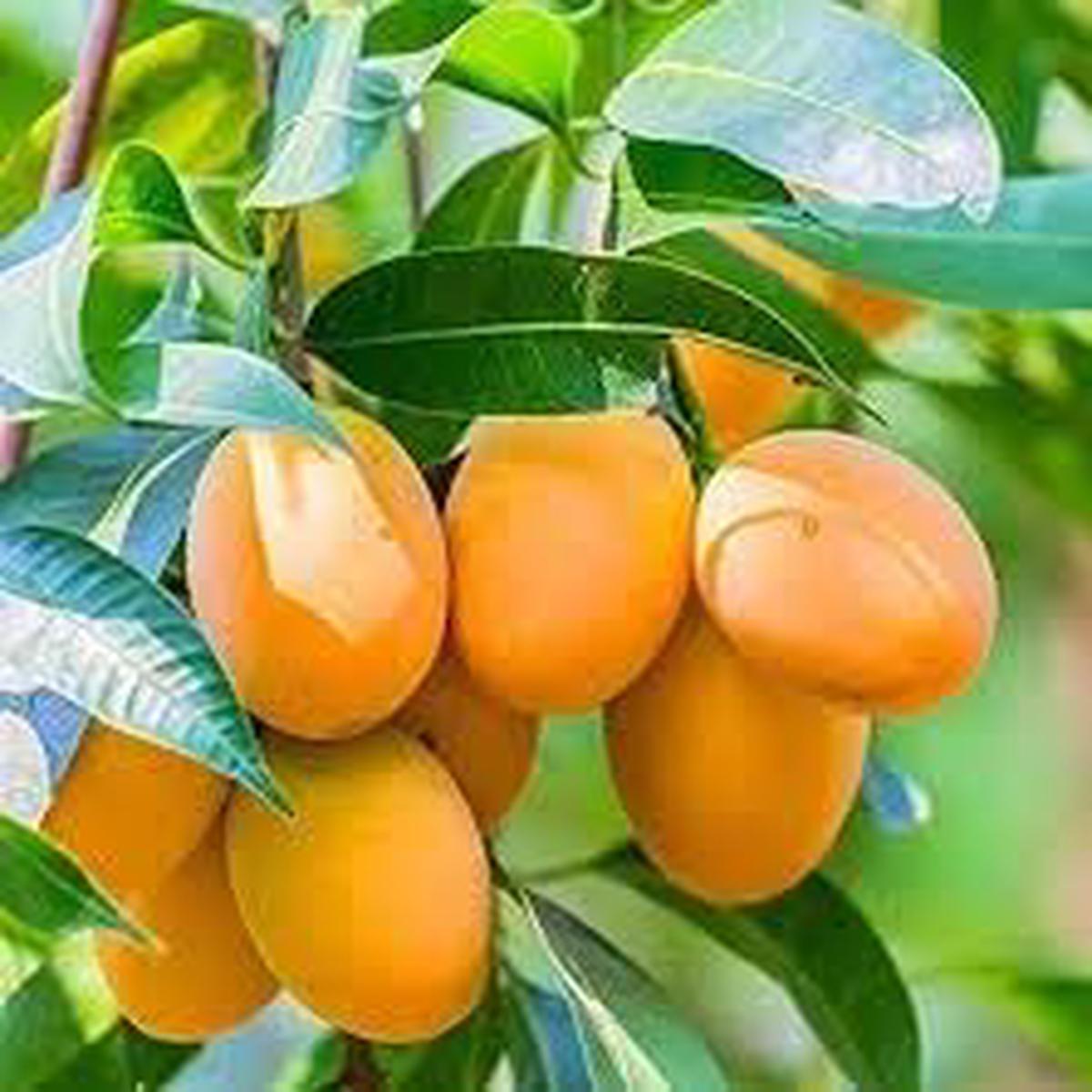 Mango fruit seeds for planting - Heirloom & Non-GMO Garden seeds