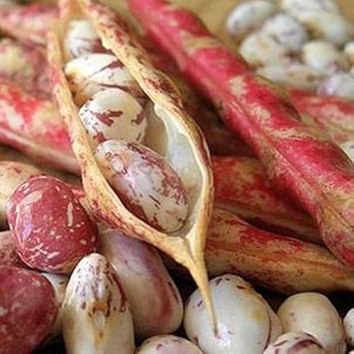 Mixed Pinto Bean Vegetable Seeds for Planting Heirloom & Non-GMO Beans for Nutritious, Diverse Meals