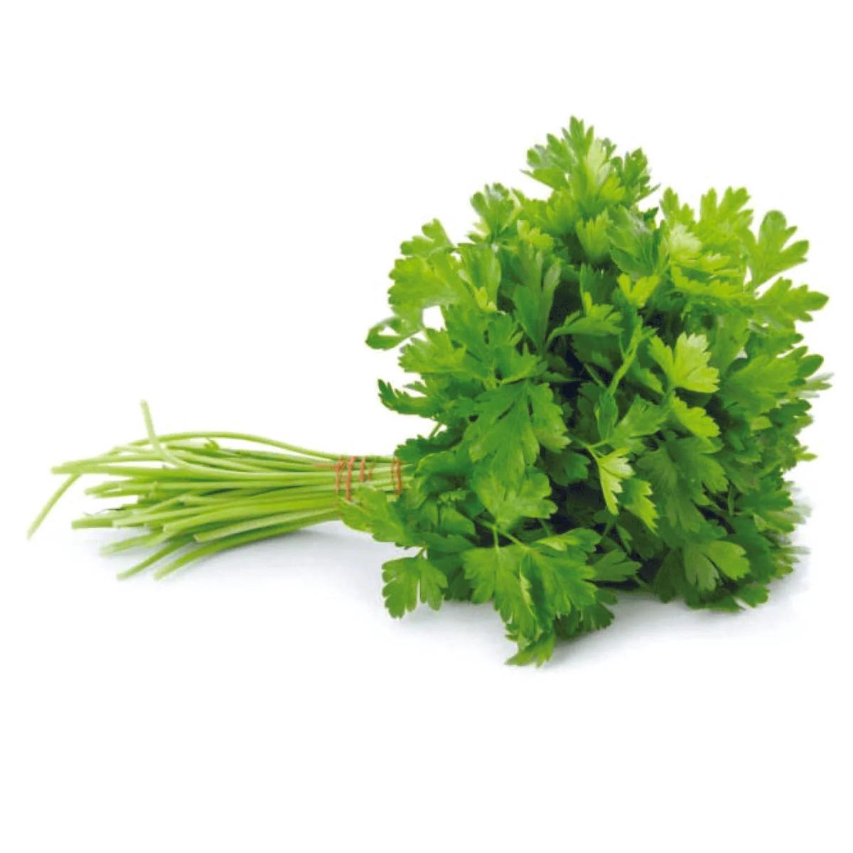 Organic Cilantro Herb seeds Heirloom, Non-GMO seeds for Planting in Home Garden