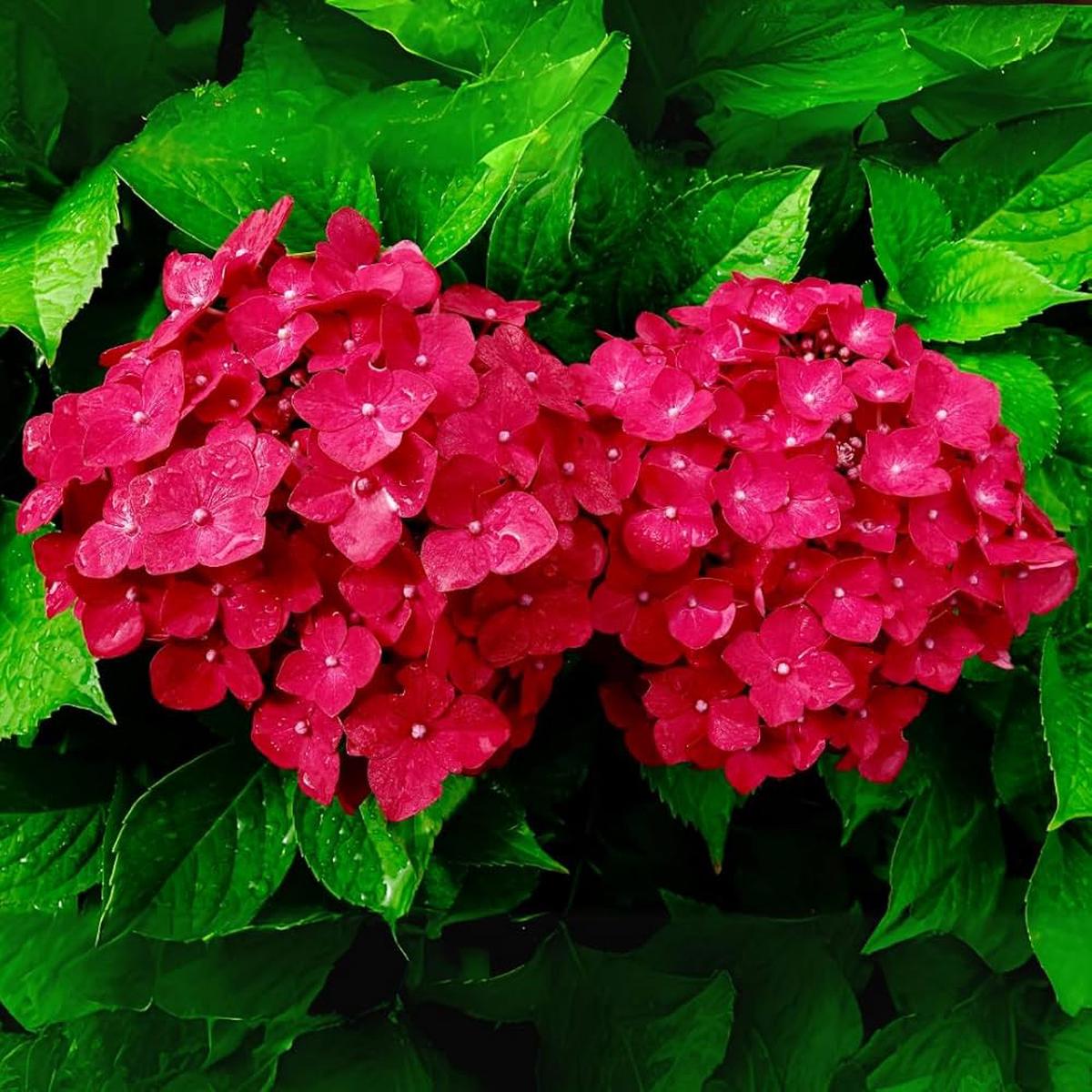 Red Hydrangea Flower Seeds for Planting Heirloom Non-GMO High Germination Organic Garden Seeds