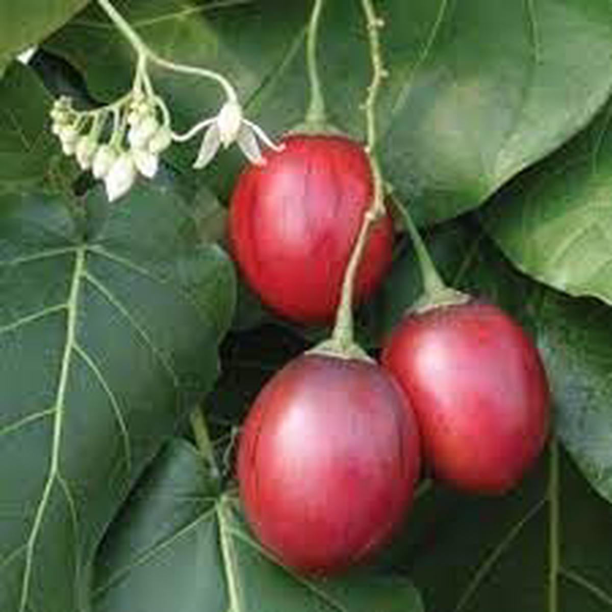 Tamarillo Seeds for Planting Heirloom & Non-GMO Fruit Seeds for Exotic and Tropical Gardens