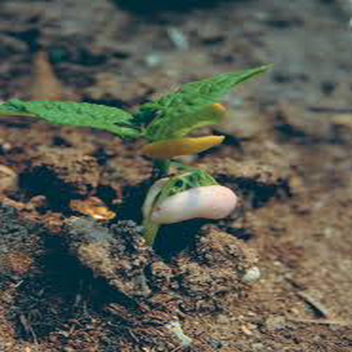 White Bush Bean Seeds for Planting  Heirloom Non-GMO Productive Vegetable Garden Seeds with High Germination