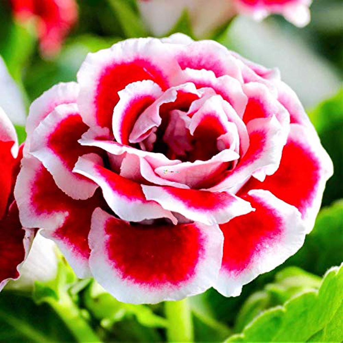 White Red Gloxinia Flower Seeds for Planting Heirloom, Non-GMO, High Germination Organic Garden Seeds