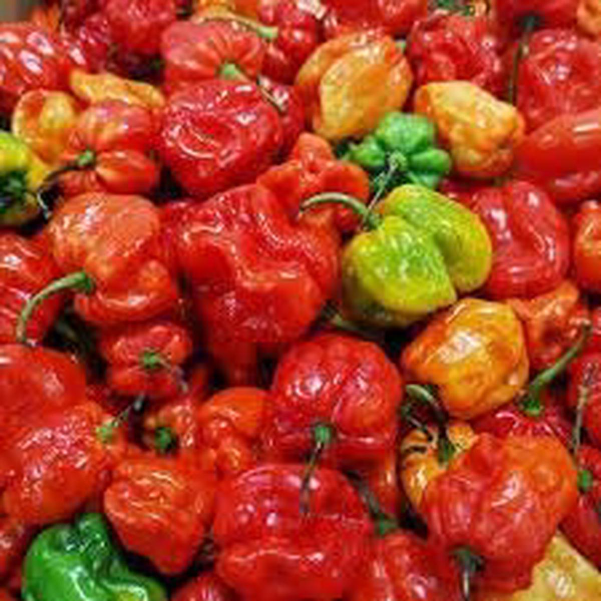 Ajicito Pepper Seeds for Planting  Heirloom, Non-GMO, High Germination Organic Garden Seeds for Sweet, Mild Peppers