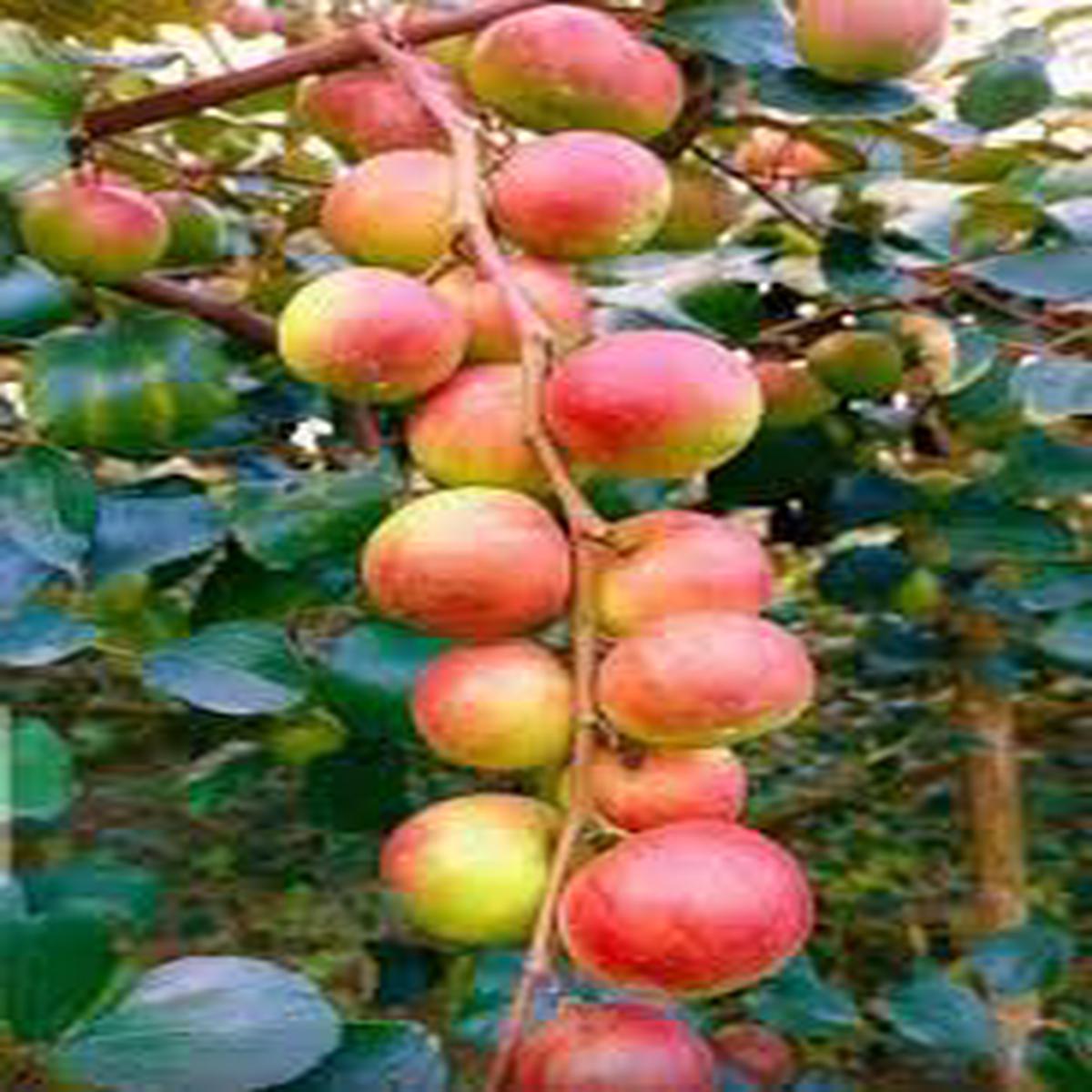 Apple Ber Ziziphus fruit seeds for planting - Heirloom & Non-GMO Garden seeds, hardy nutritious fruit variety