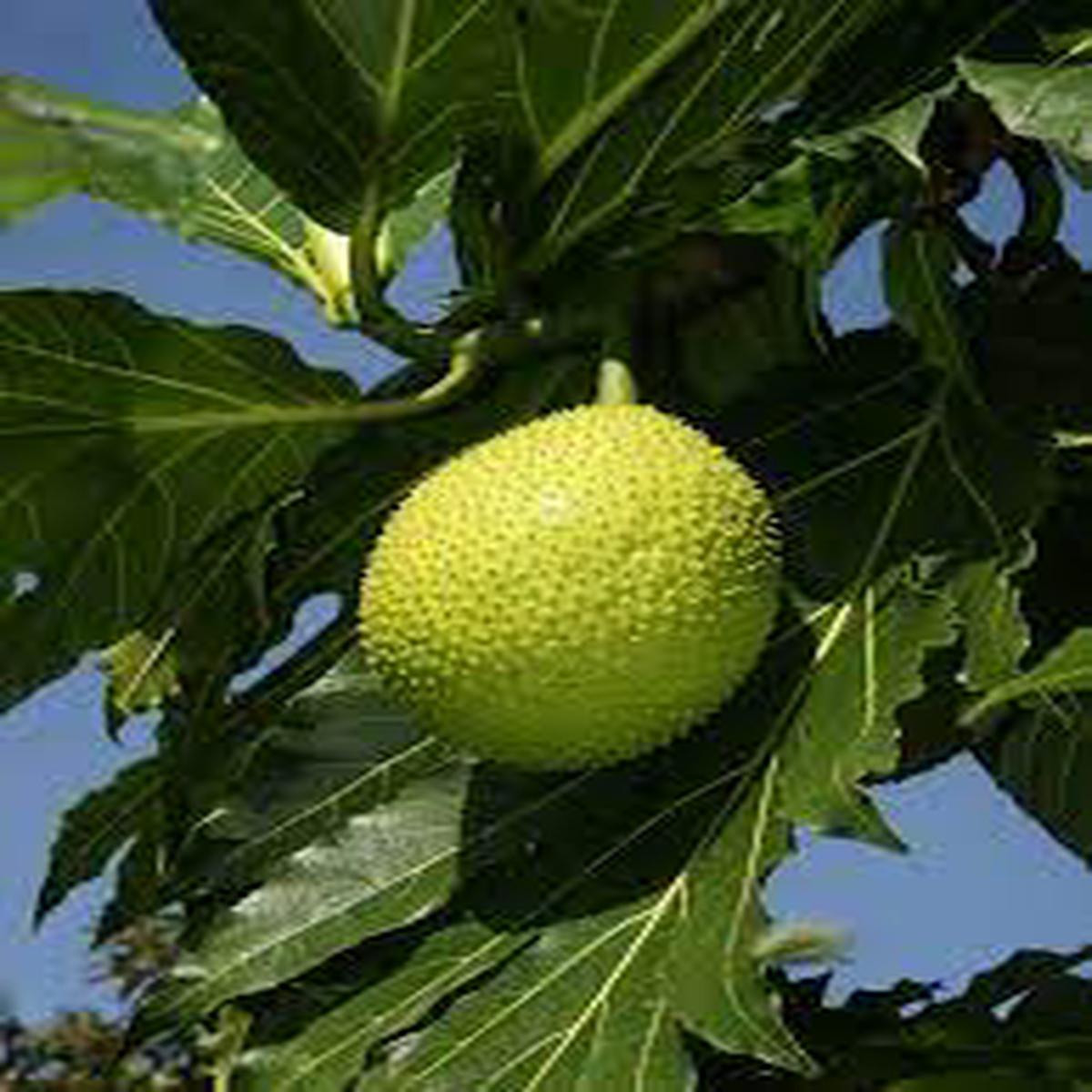Artocarpus Breadfruit Fruit Seeds for Planting  Heirloom Non-GMO Tropical Tree Seeds with High GerminationSeeds