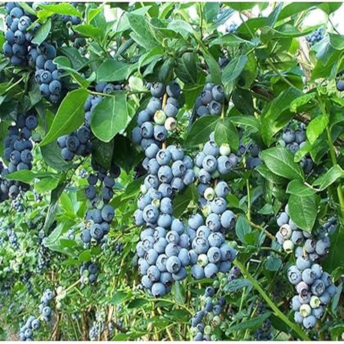 Berry Blue Haskap Fruit Seeds  Heirloom, Non-GMO Seeds for Cold-Hardy Berry Bush Planting