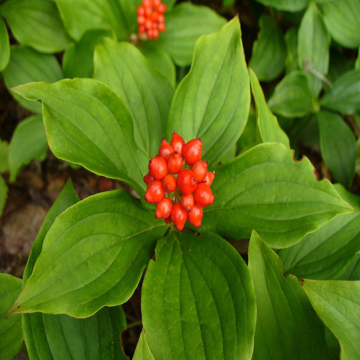Bunchberry Fruit Seeds Heirloom, Non-GMO Seeds for Cold Climate Edible Garden Planting