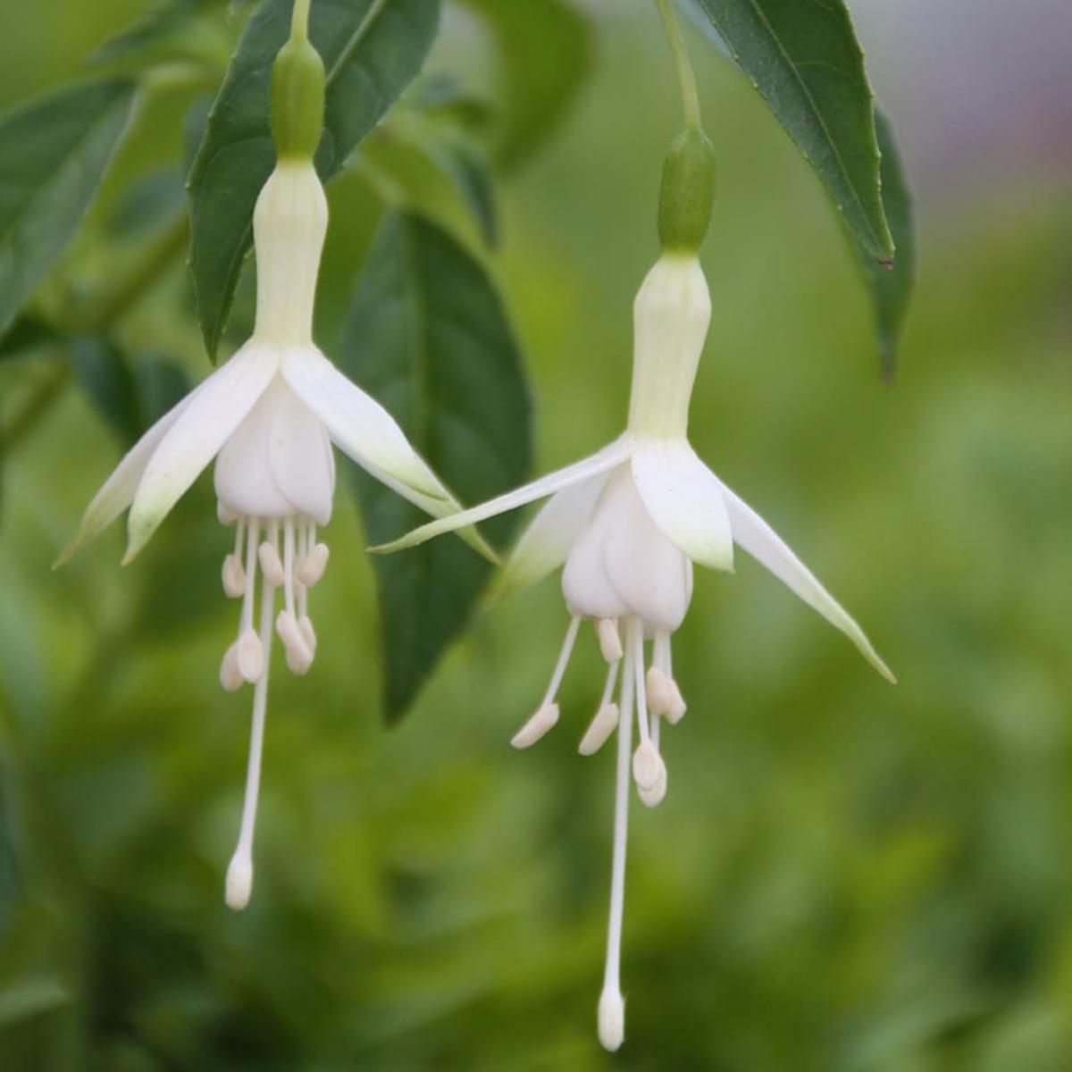 Fuchsia Flower Seeds for Planting Heirloom, Non-GMO, Seasonal Bloomer, High Germination