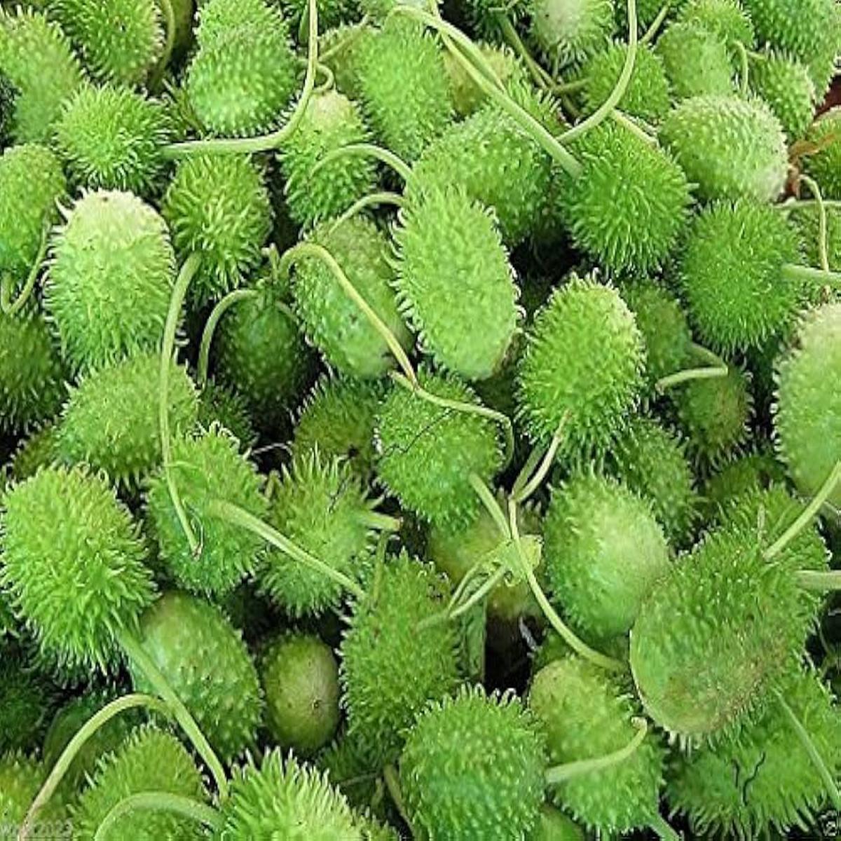 Green Cucumis Anguria Vegetable Seeds for Planting Heirloom & Non-GMO Garden Seeds