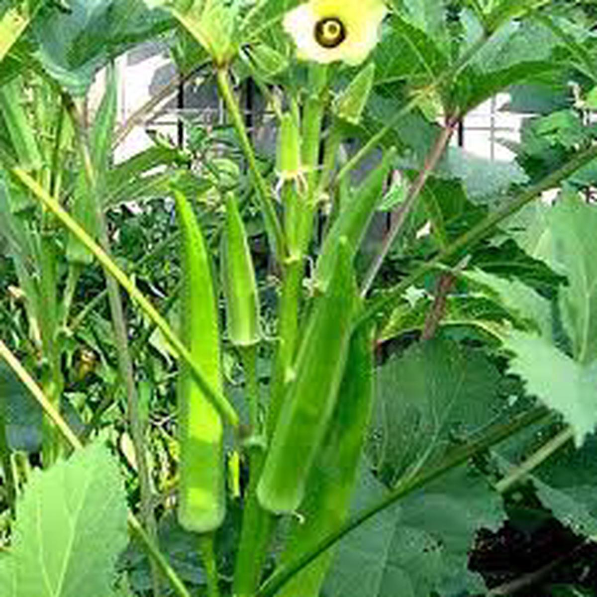 Lady Finger (Okra) Seeds for Planting Heirloom & Non-GMO Vegetable Seeds for Tender Pod Harvests