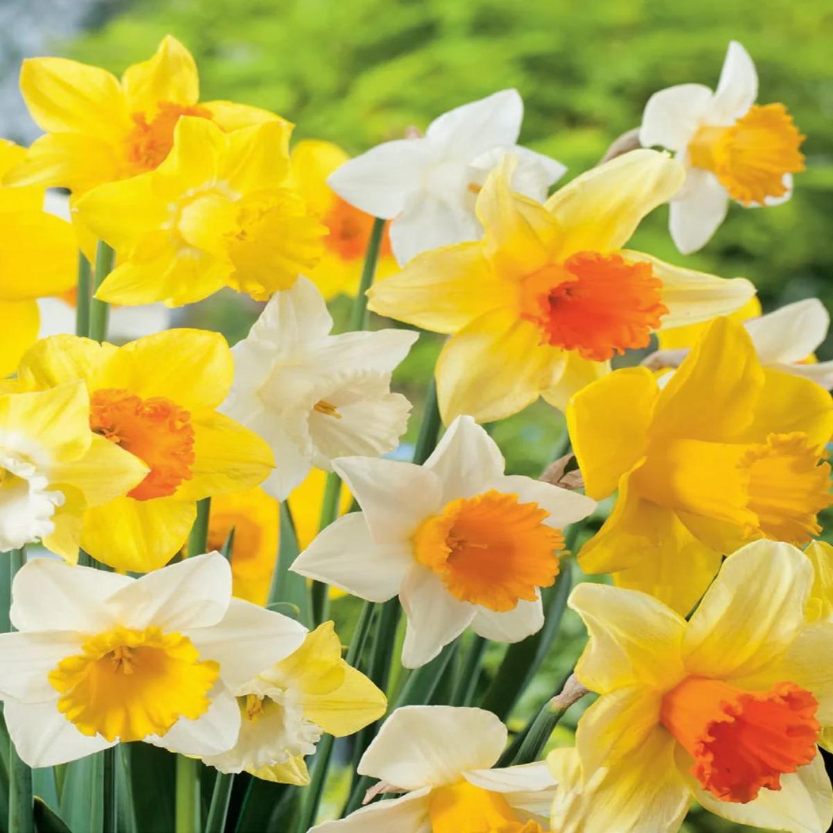 Mixed Daffodils Flower Seeds for Planting Heirloom, Non-GMO, High Germination Blooms