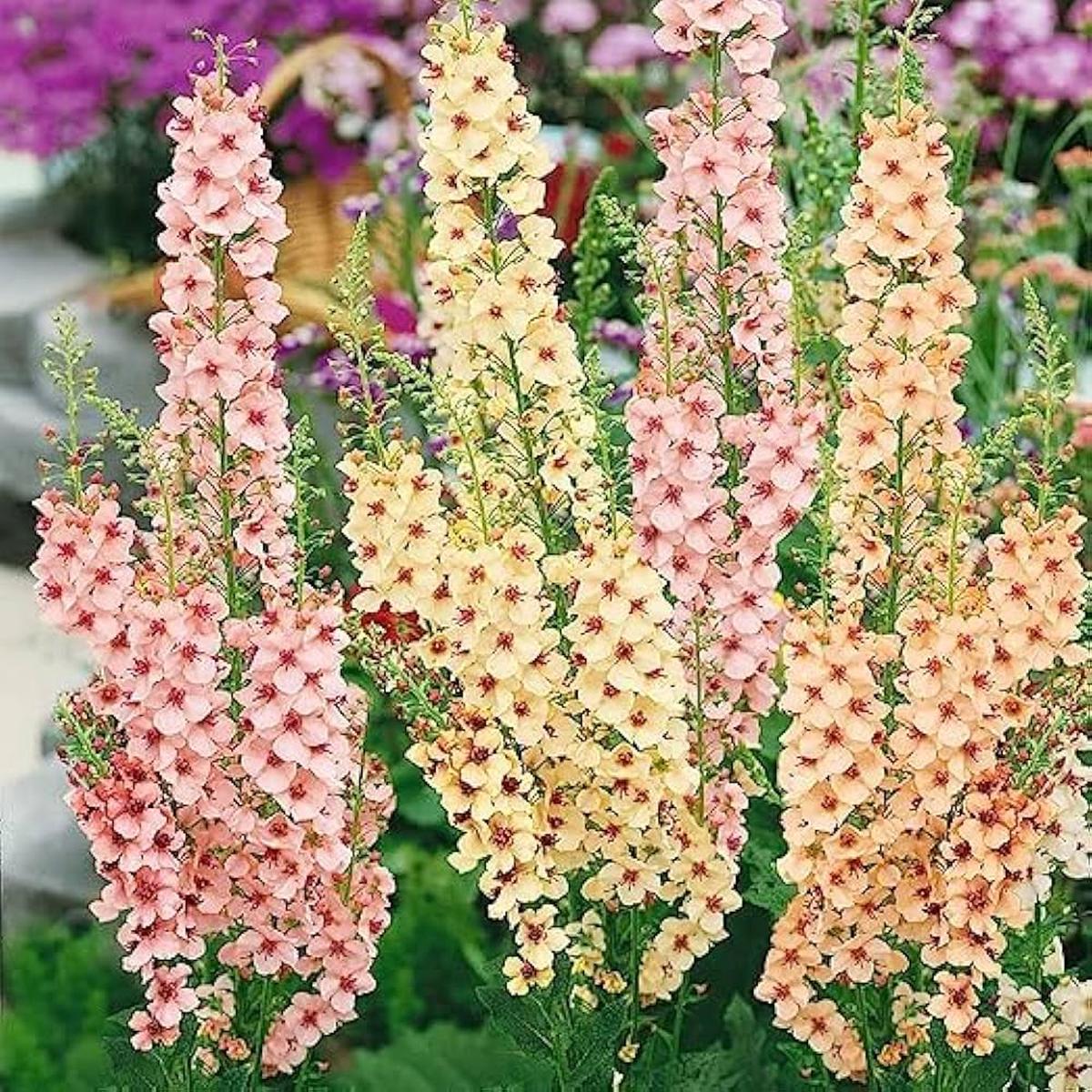 Mixed Mullein Flower Seeds for Planting Shade Tolerant, Heirloom, Non-GMO, High Germination