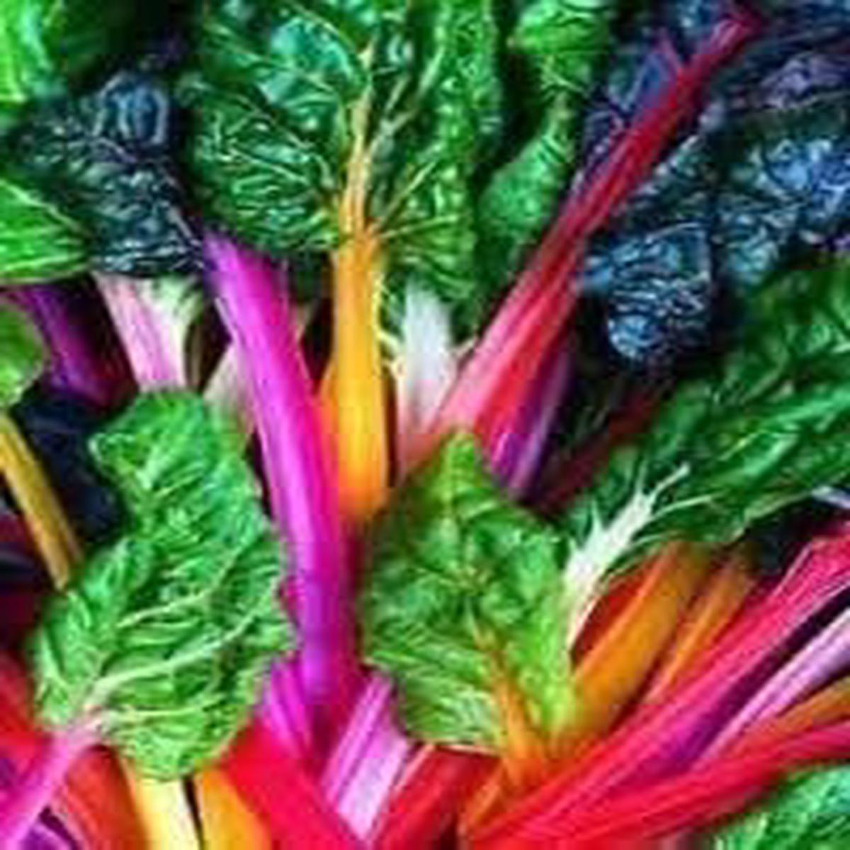 Mixed Swiss Chard flower seeds for planting - Heirloom & Non-GMO Garden Seeds