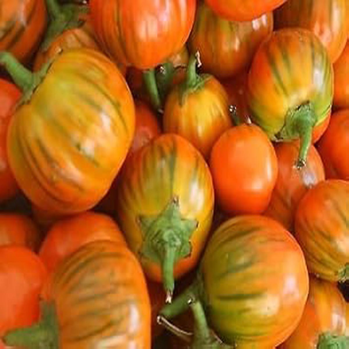 Orange Turkish flower seeds for planting - Heirloom & Non-GMO Garden Seeds