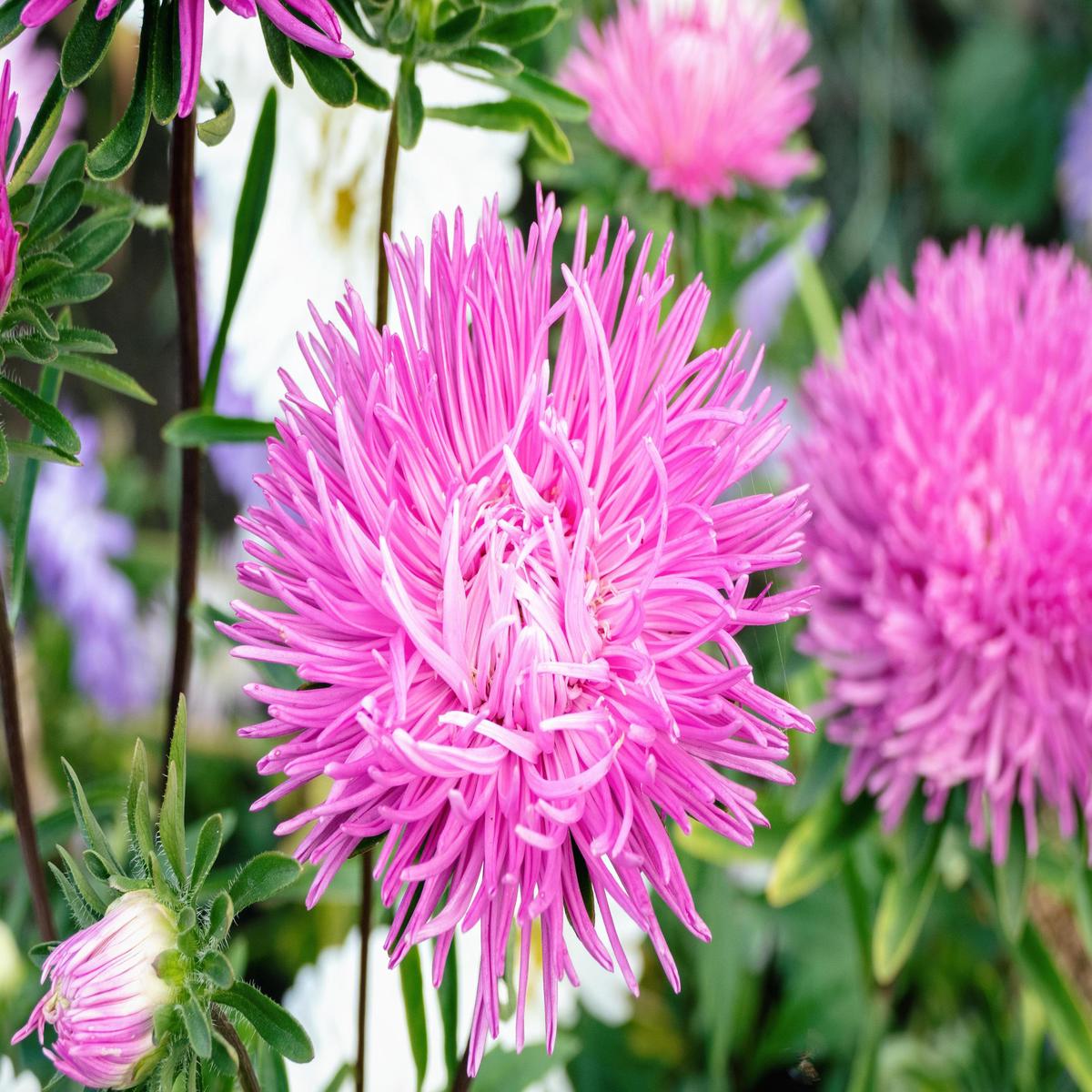 Pink Aster Callistephus Flower Seeds for Planting Heirloom, Non-GMO, Low Maintenance, High Germination