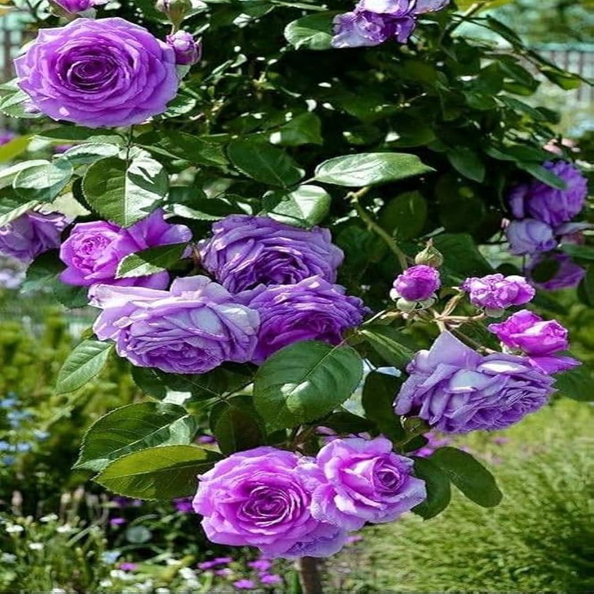 Purple White Climbing Rose Flower Seeds for Planting Heirloom, Non-GMO, Fragrant Blossoms, High Germination