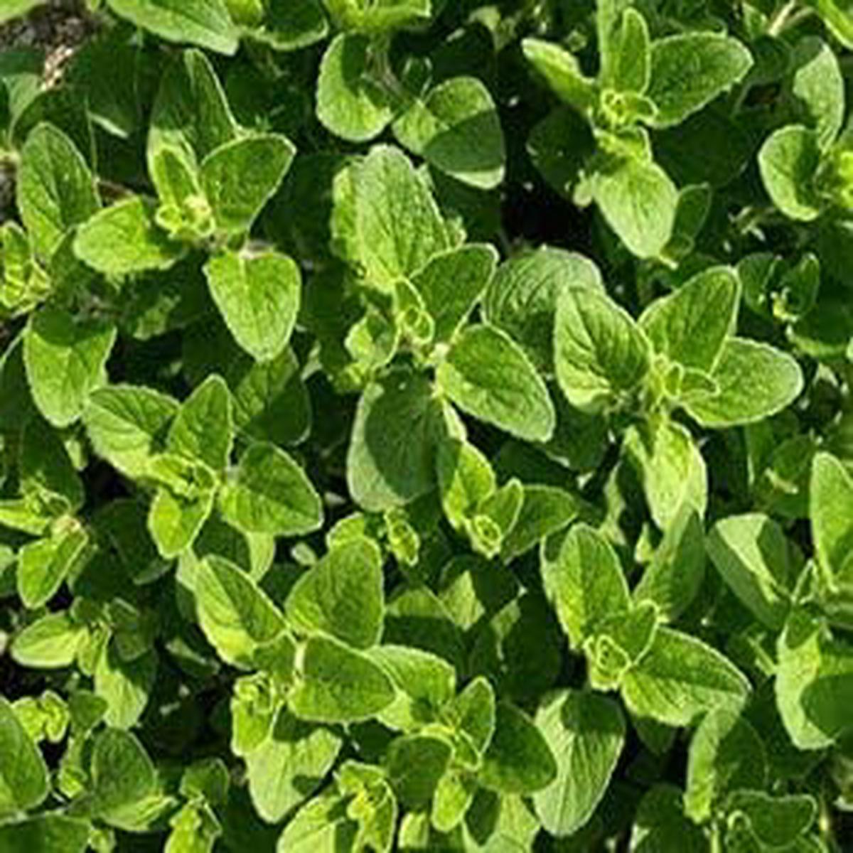 Sea Green Mint Herb Seeds for Planting Heirloom, Non-GMO Seeds for Indoor & Outdoor Gardens