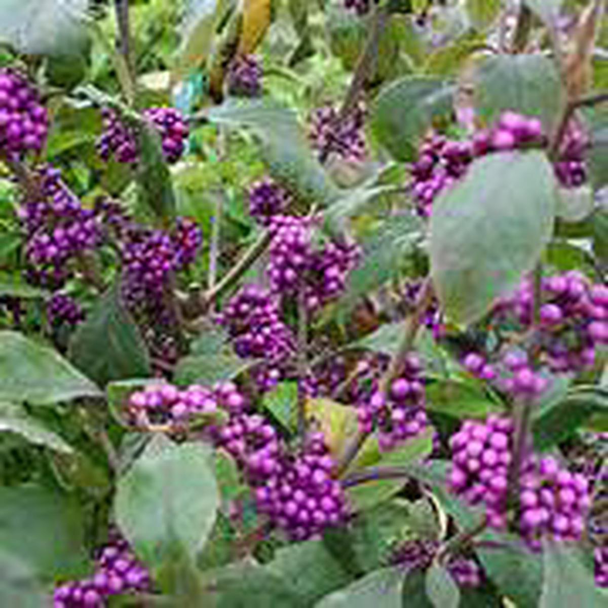Violet Callicarpa Bodinieri fruit seeds for planting - Heirloom & Non-GMO Garden seeds