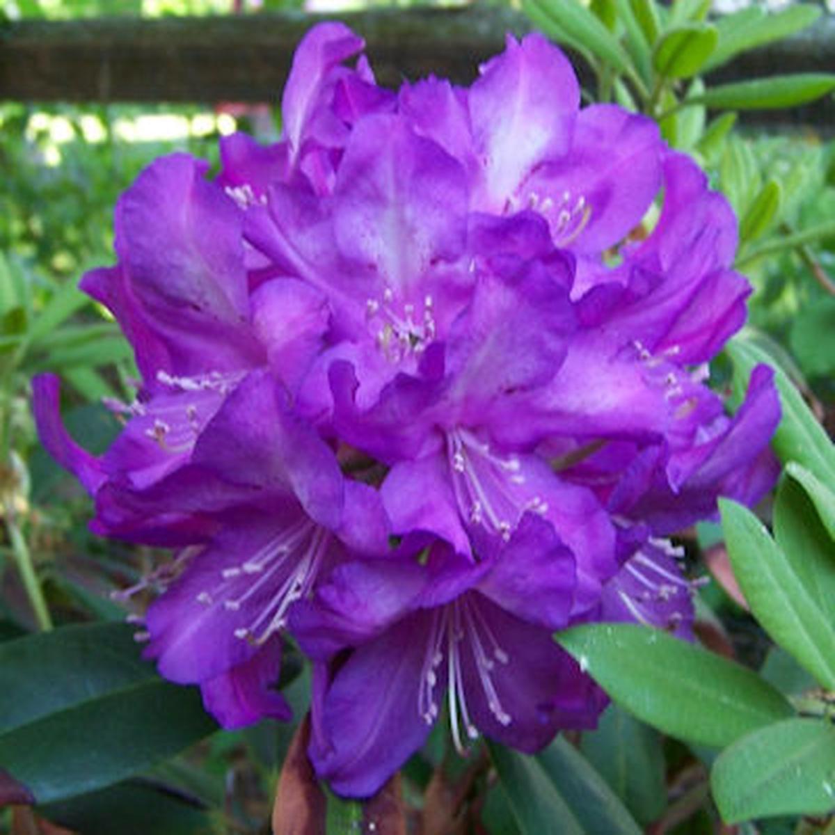 Violet Rhododendron Flower Seeds Premium Quality, Heirloom & Non-GMO Seeds for Home Garden