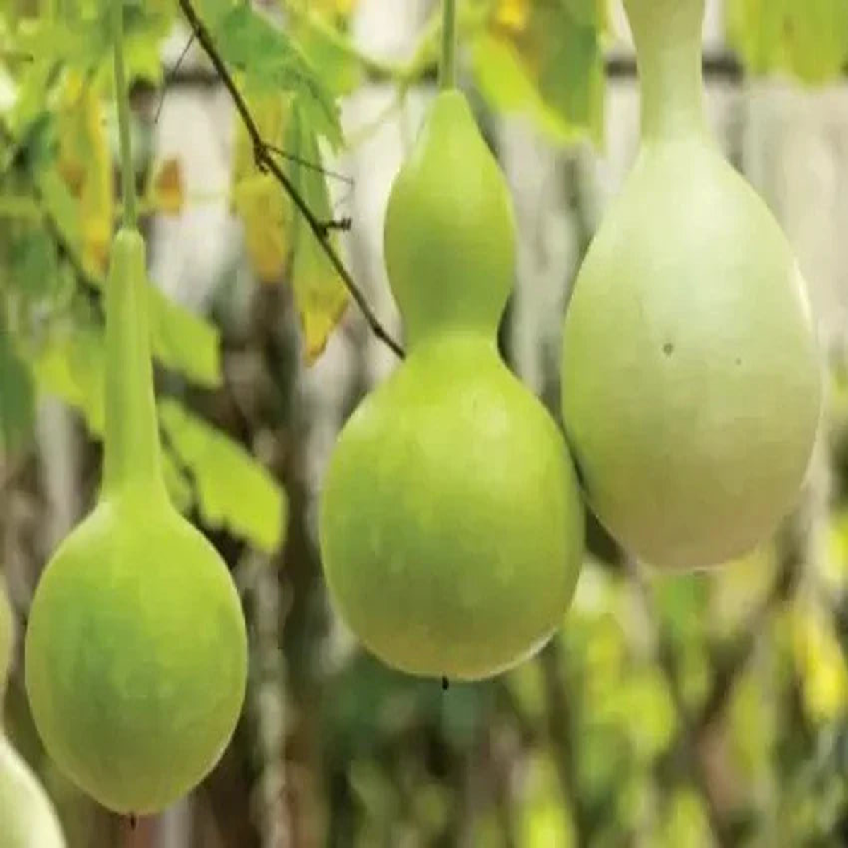 White Bottle Gourd Seeds for Planting Heirloom & Non-GMO, High Germination Organic Seeds for Edible & Decorative Gourds