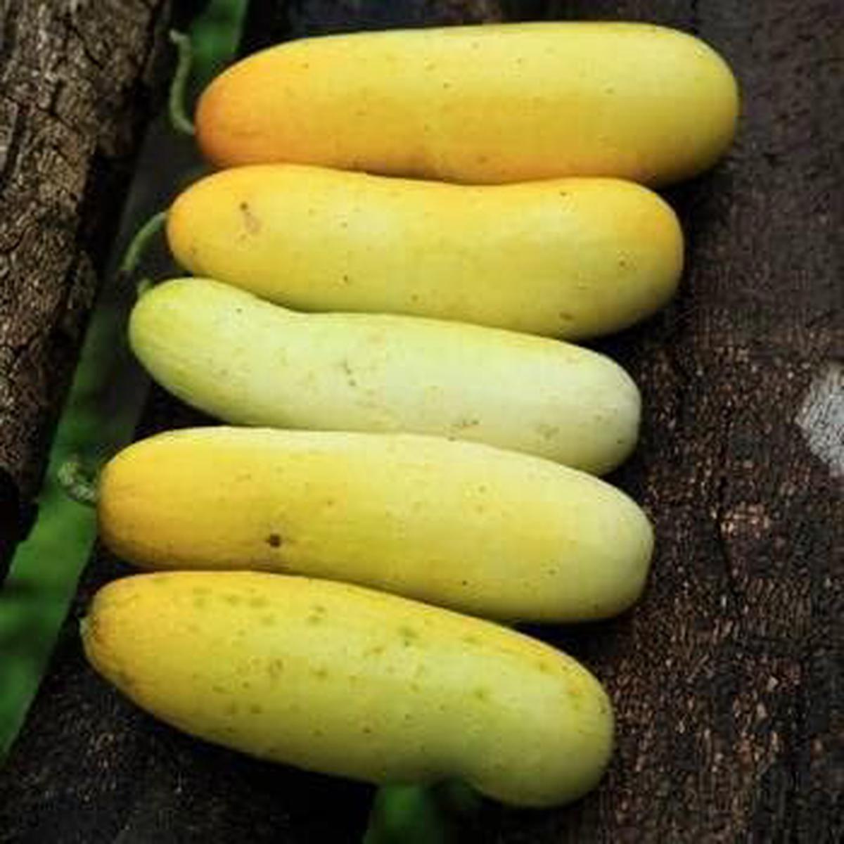 Yellow Cucumber Seeds for Planting Heirloom & Non-GMO Vegetable Seeds for Unique Crisp Harvests