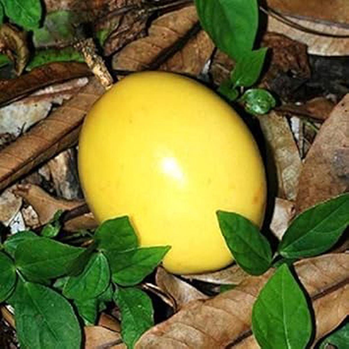 Yellow Passion Fruit seeds  Heirloom, Non-GMO seeds for Planting Lush Tropical Garden Vines