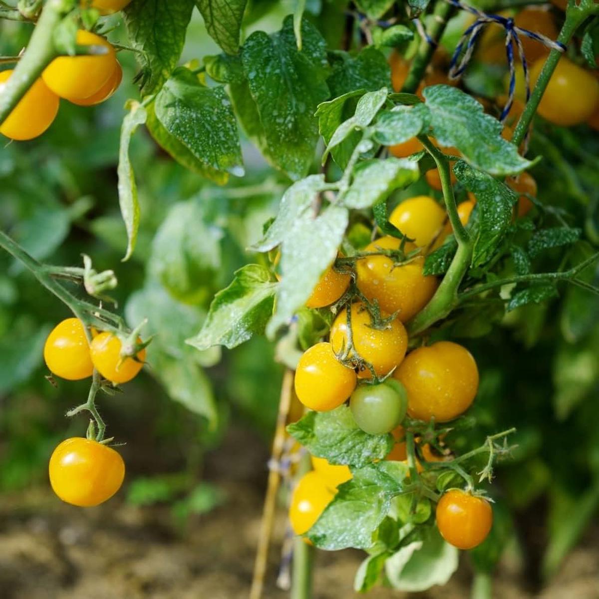 Yellow Tomato Vegetable Seeds for Planting Heirloom & Non-GMO Garden Seeds for Sweet Summer Harvests