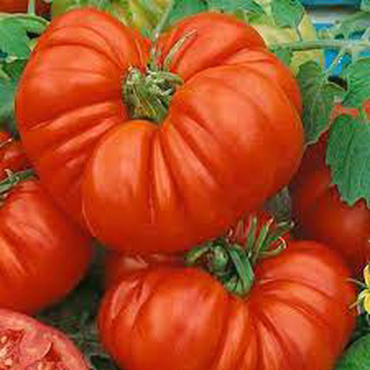 Beefsteak Tomatoes Seeds for Planting  Heirloom, Non-GMO, Large Juicy Organic Garden Seeds  High Germination Slicing Tomatoes