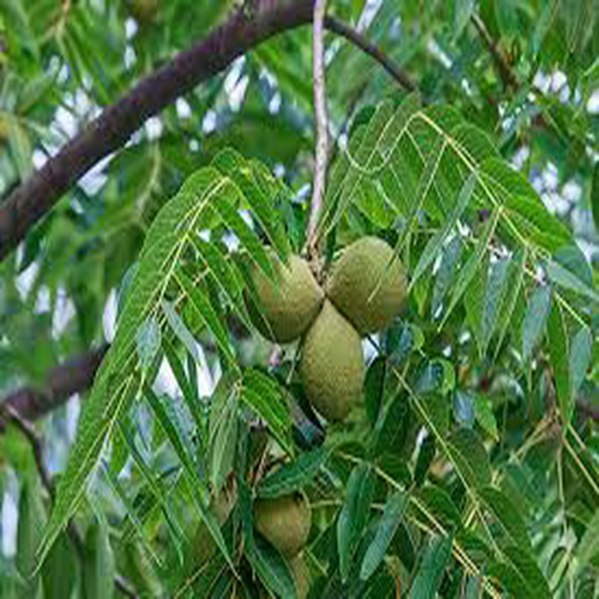 Black Walnut Tree Seeds for Planting Heirloom, Non-GMO for Nut-Lovers Backyard Trees
