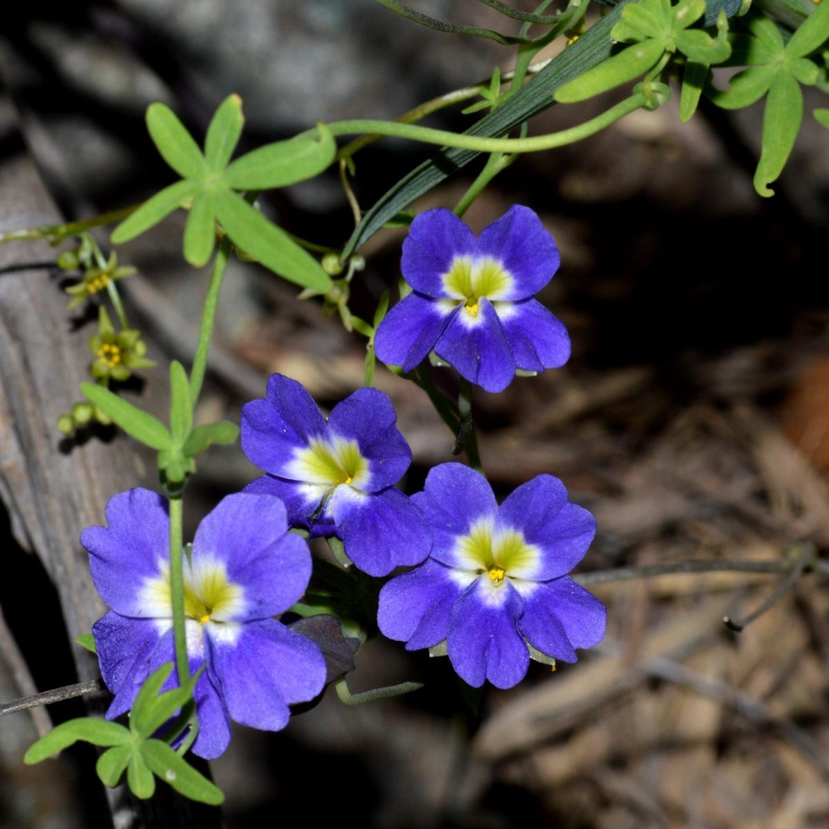Blue Nasturtium Flower Seeds for Planting Heirloom, Non-GMO, Low Maintenance, High Germination