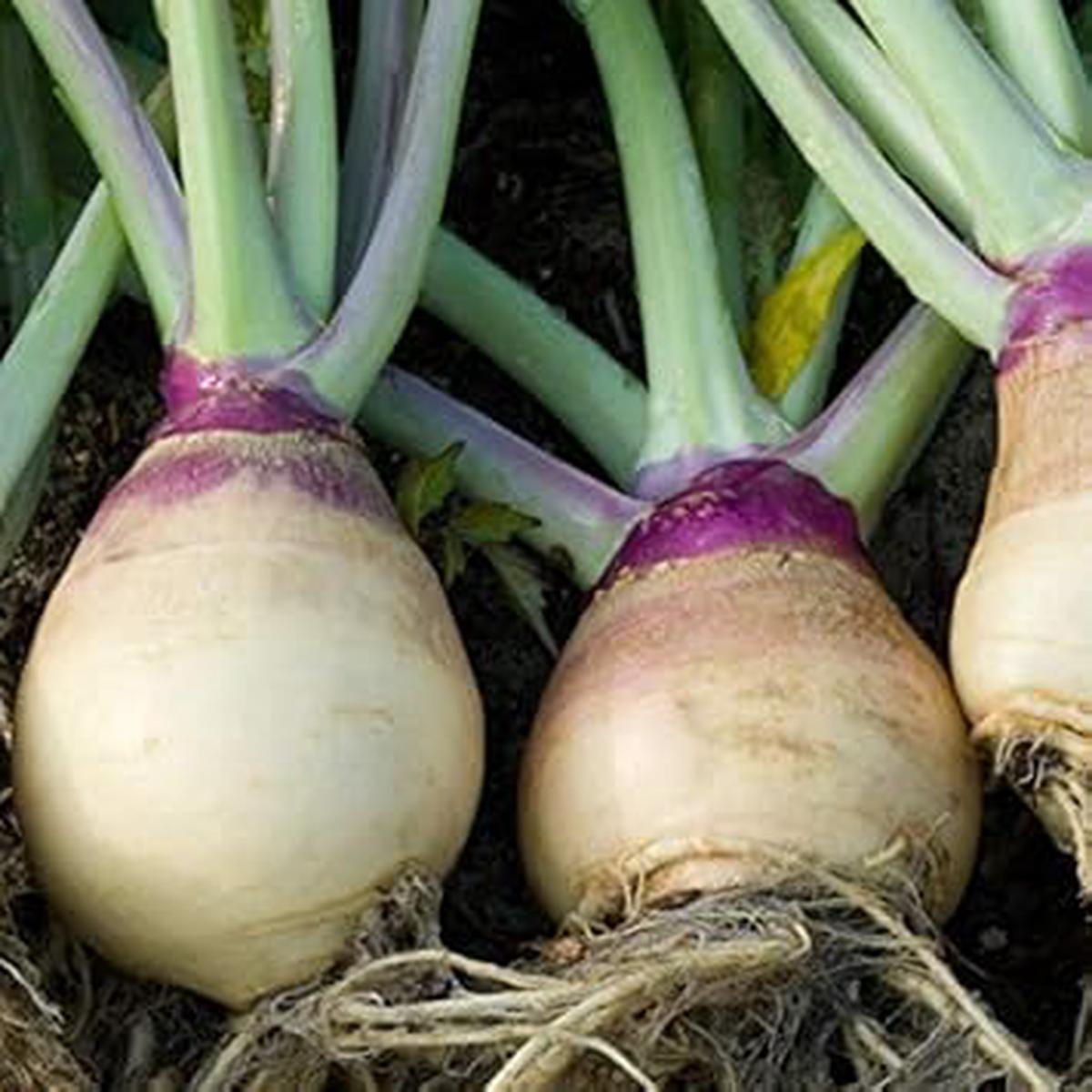Brown Purple Rutabaga flower seeds for planting - Heirloom & Non-GMO Garden Seeds