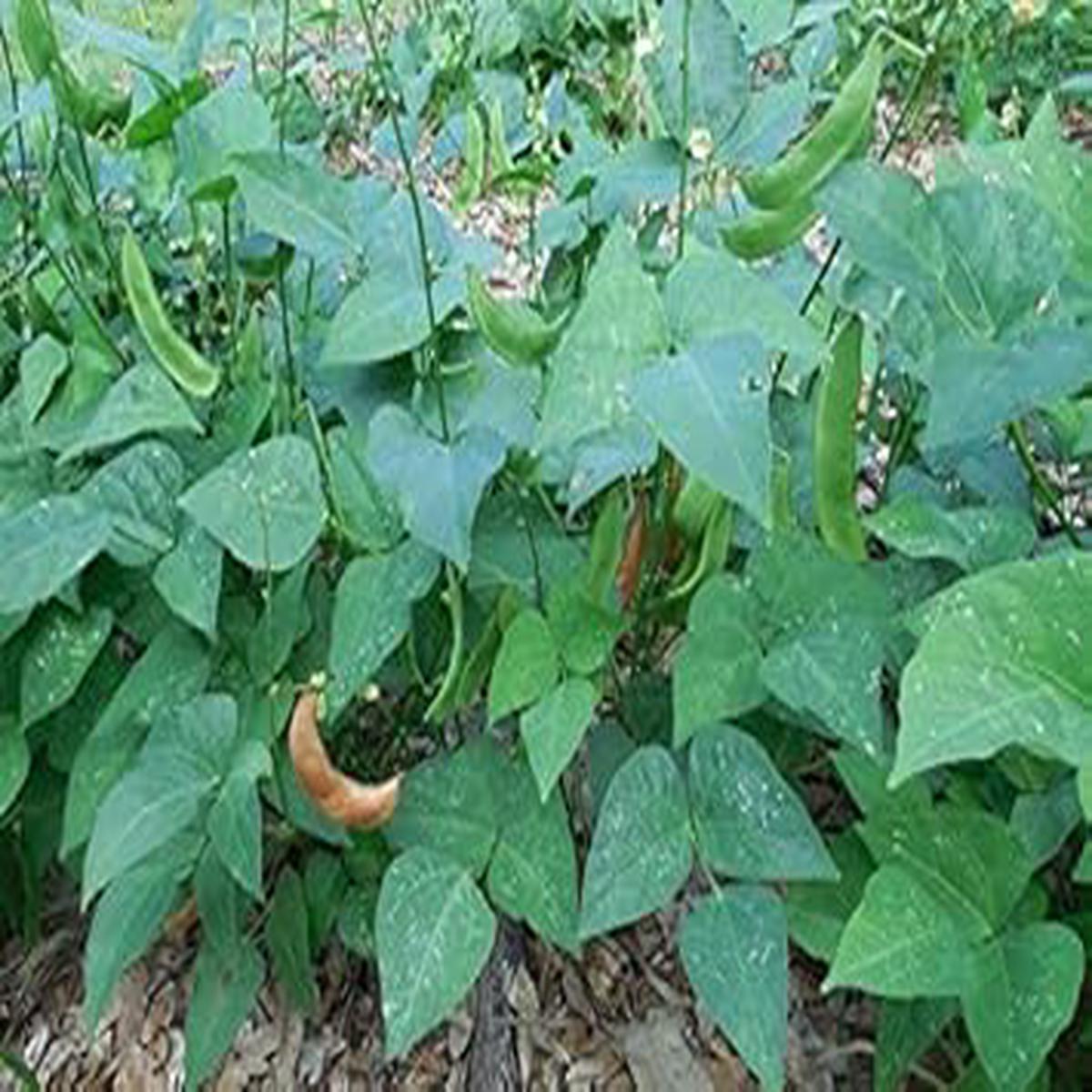 Bush Bean Seeds for Planting  Heirloom & Non-GMO Fast-Growing Kitchen Garden Variety
