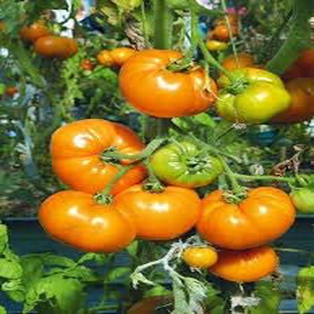 Dark Orange Giant Tomato Seeds for Planting Heirloom, Non-GMO, High Germination, Bold Flavor
