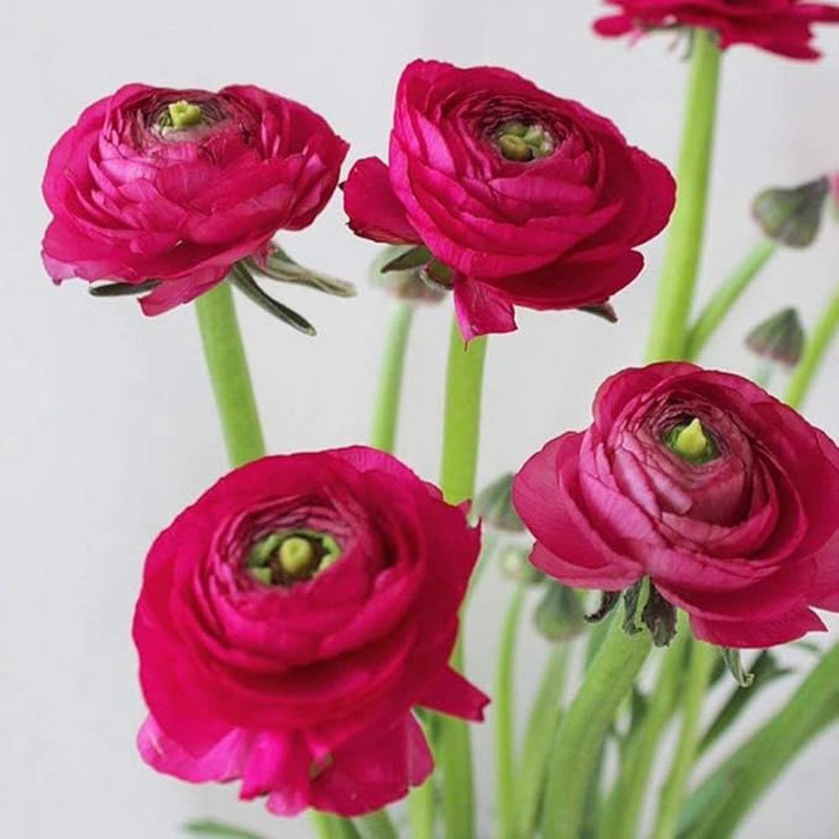 Dark Pink Ranunculus Flower Seeds for Planting Heirloom, Non-GMO, High Germination Organic Garden Seeds