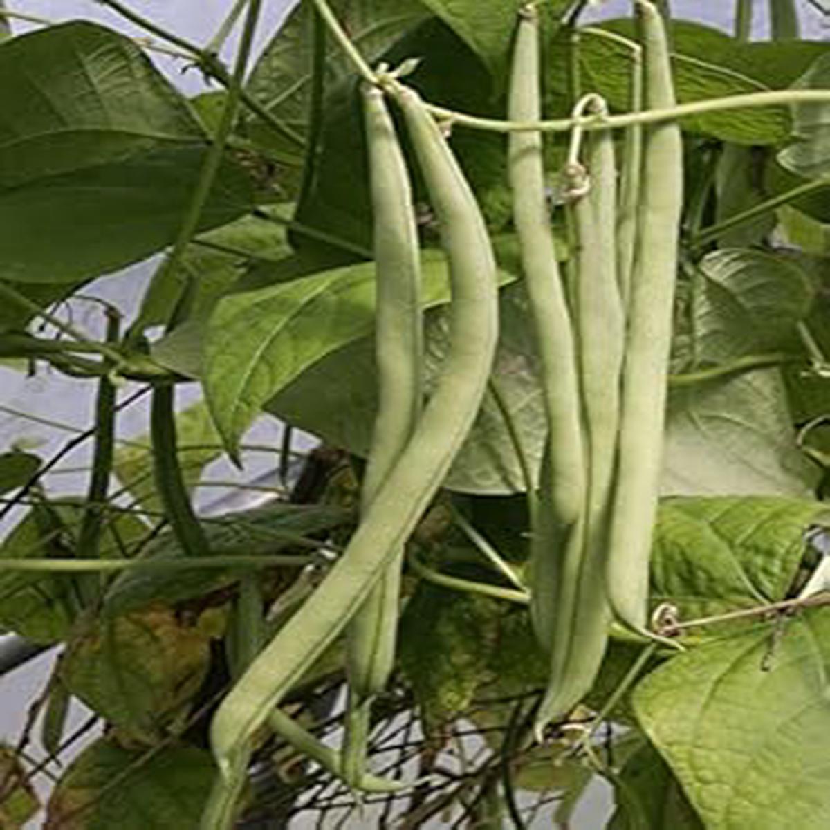 Green Contender Bean Vegetable Seeds Heirloom, Non-GMO Seeds for Planting Productive Garden Beans
