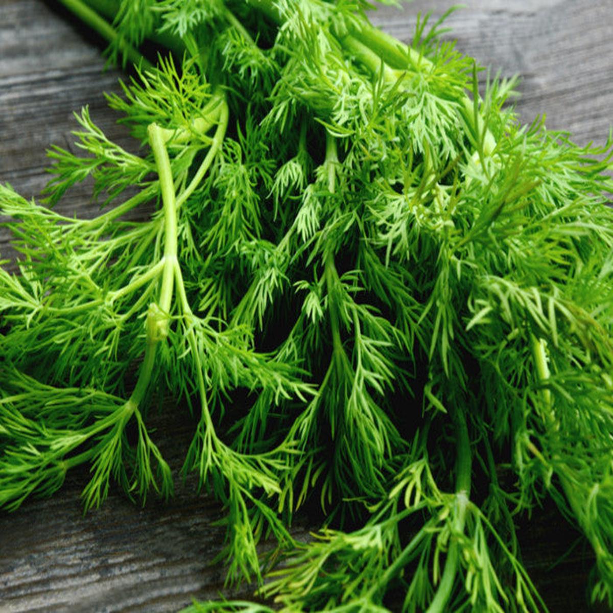 Green Dill Herb Seeds for Planting  Heirloom, Non-GMO, Organic Garden Seeds with High Germination