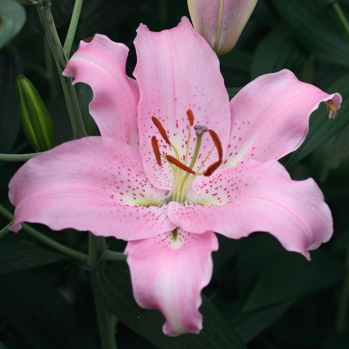Light Pink Lilium Flower Seeds for Planting Sun Loving, Heirloom, Non-GMO, High Germination Seeds
