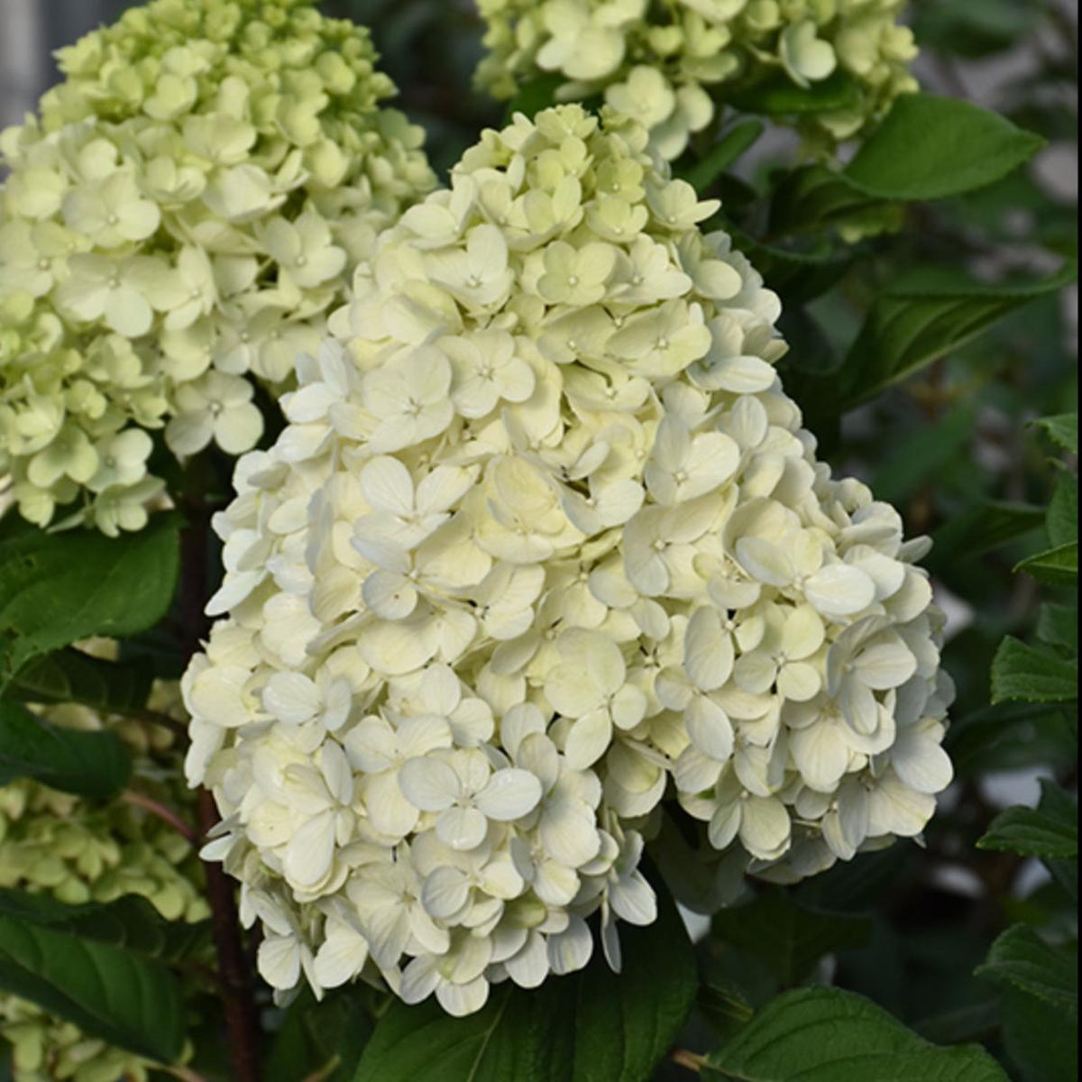 Little Lime Hydrangea Flower Seeds for Planting Heirloom Non-GMO, High Germination Organic Garden Seeds